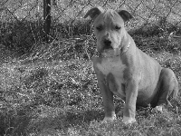 Class Back's - American Staffordshire Terrier - Portée née le 20/03/2015
